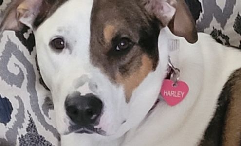 Michigan Anti Cruelty Vet Clinic