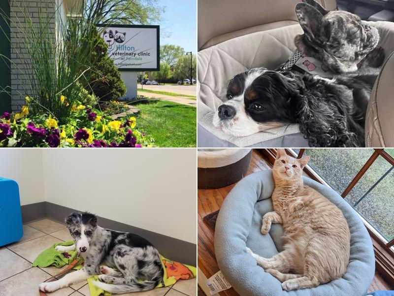 Hilton Veterinary Clinic of Ferndale