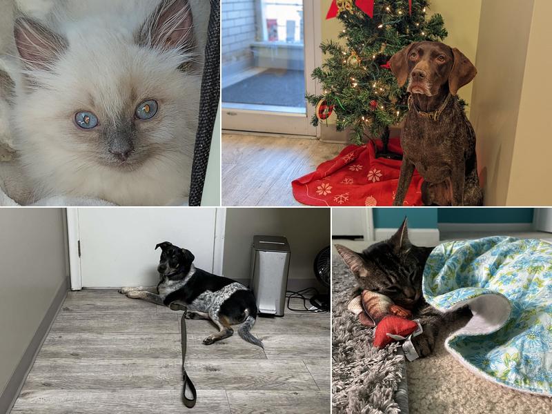 Lincoln Park Veterinary Hospital