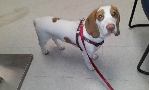 Blue Cross Pet Clinic