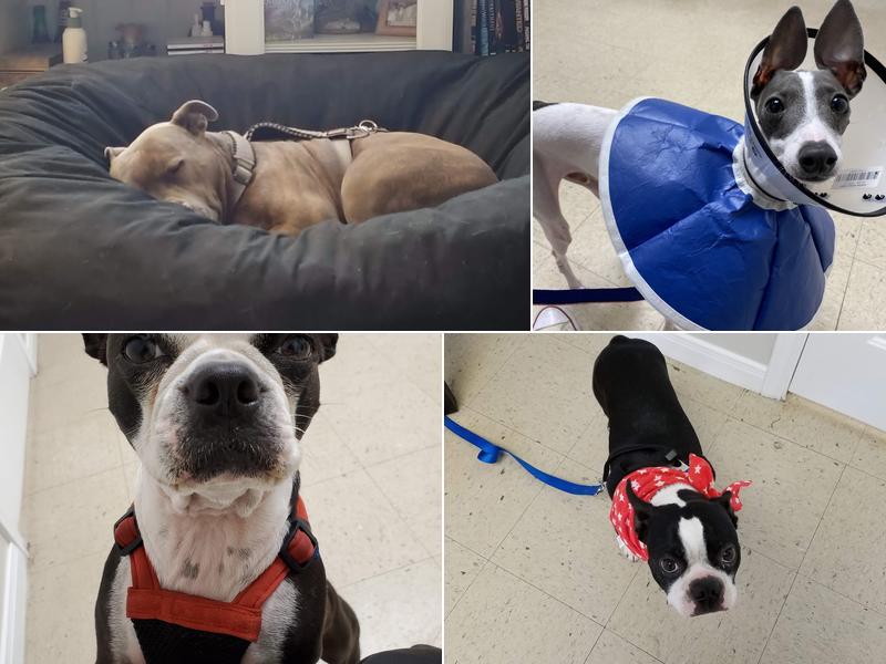 Fair Oaks Ranch Veterinary