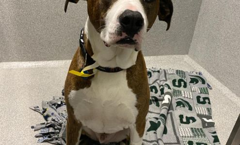 Animal Emergency and Specialty Hospital of Grand Rapids