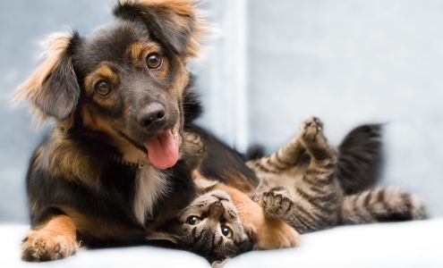 Sparta Animal Clinic