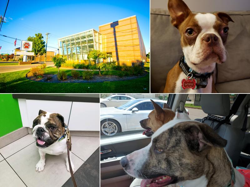 Animal Clinic Of Sterling Heights