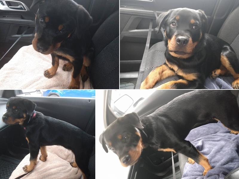 Animal Wellness Clinic of Troy