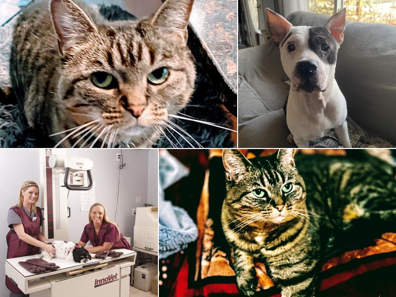 Great Lakes Animal Hospital