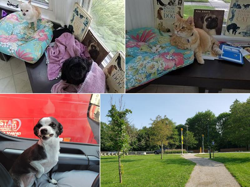 Downtown Birmingham Veterinary