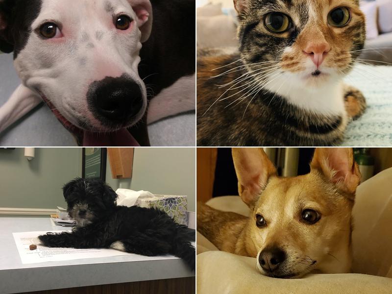 Shelby Veterinary Hospital