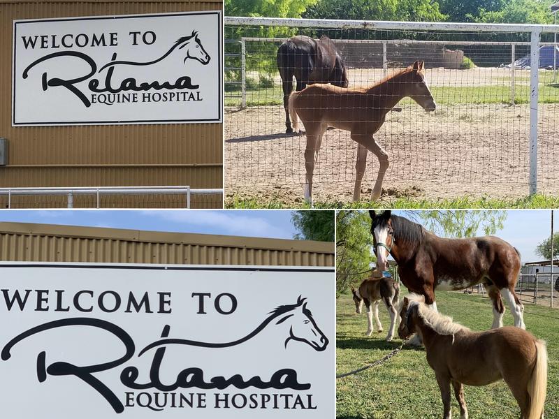 Retama Equine Hospital