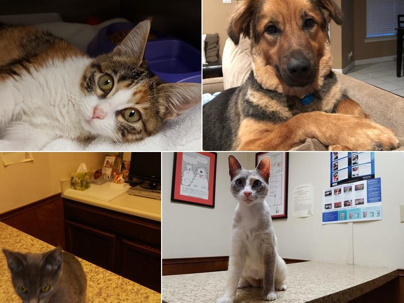 El Dorado Animal Hospital