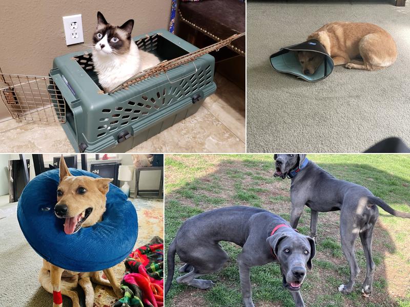 Chisholm Trail Veterinary Clinic of New Braunfels