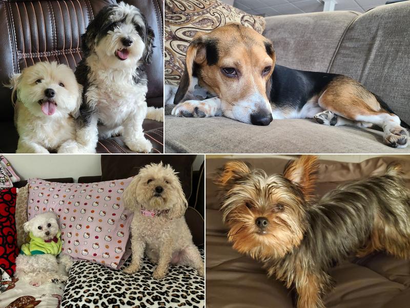 Paint Creek Animal Clinic