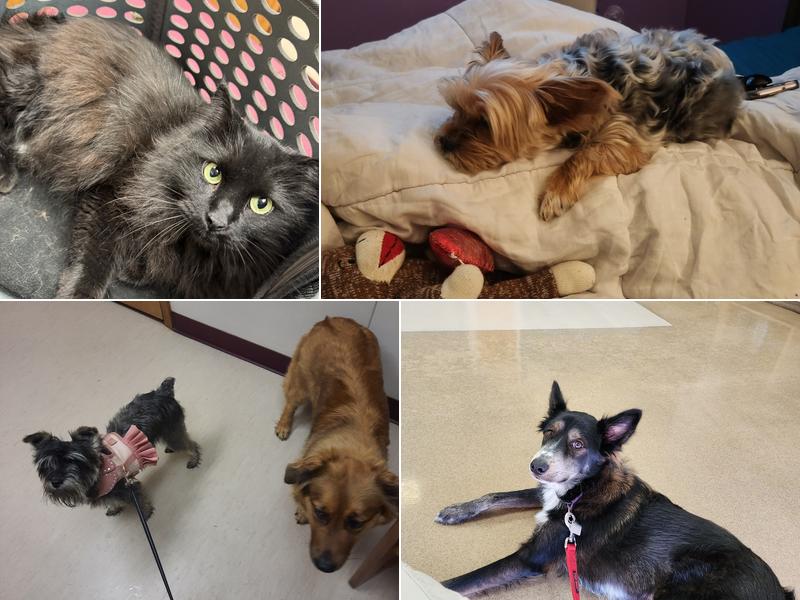 Zarzamora Veterinary Clinic - James Gates DVM