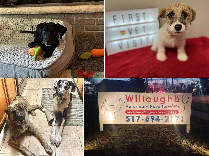 Willoughby Veterinary Hospital of Holt