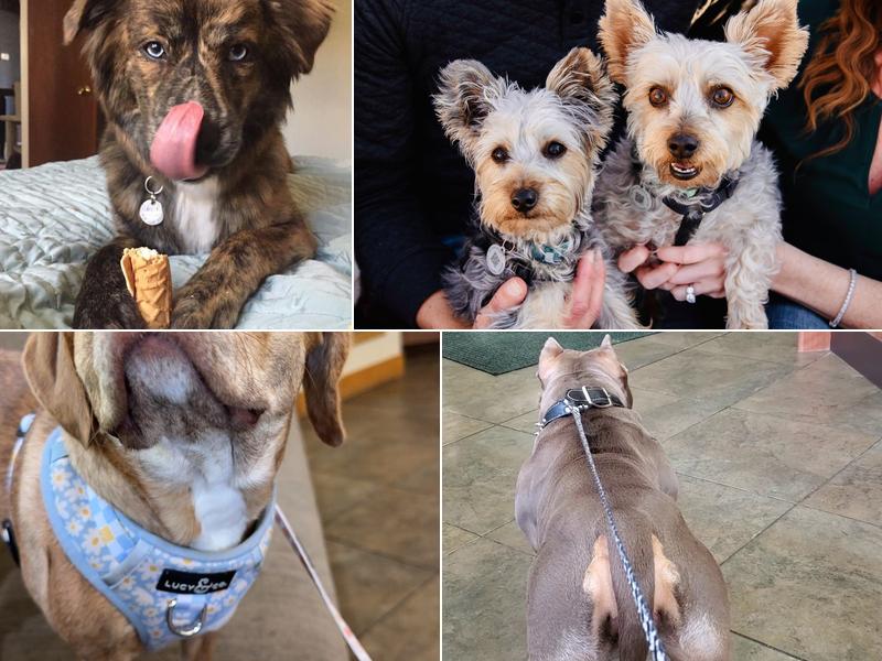 Schultz Veterinary Clinic