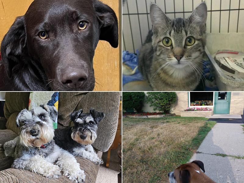 Southside Animal Hospital