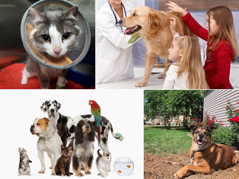 Emergency Veterinary Hospital