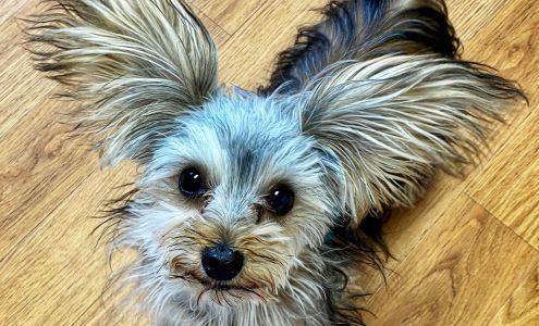 Maple Street Veterinary Hospital Little River