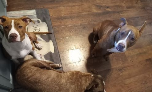 Griffith Veterinary Hospital