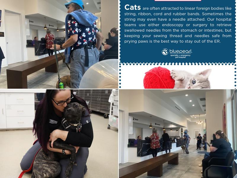 South Texas Veterinary Ophthalmology