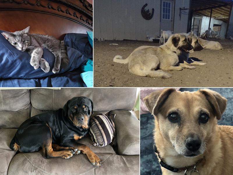 Devine Veterinary Clinic