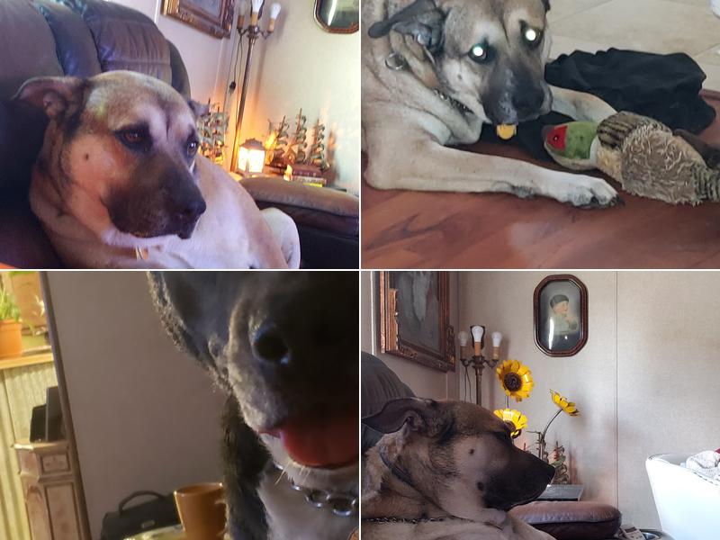 Devine Veterinary Clinic Inc: Scogin Chrissy DVM