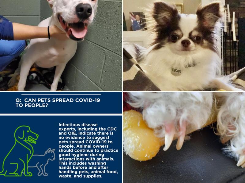 Breckenridge Veterinary