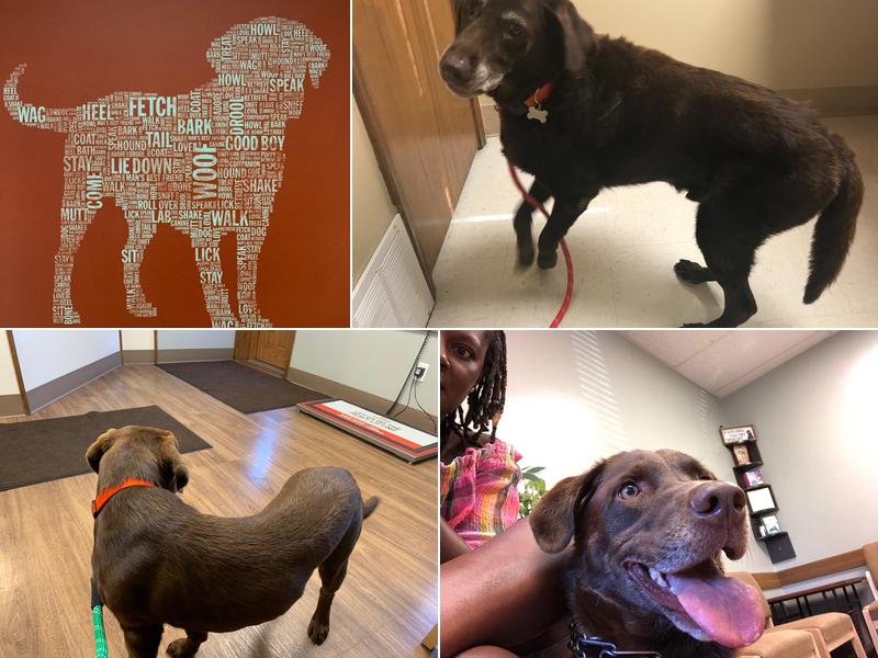 D'Adamo Veterinary Hospital Pc: Adzigian Michelle DVM