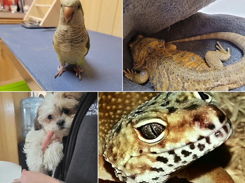 Fur Feathers and Friends Veterinary Hospital