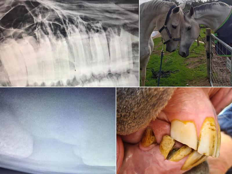 NOVA Equine Veterinary Services