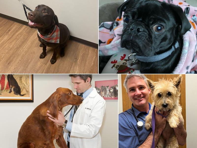 Animal Hospital Maple Orchard