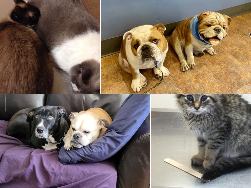 Wilson Veterinary Hospital