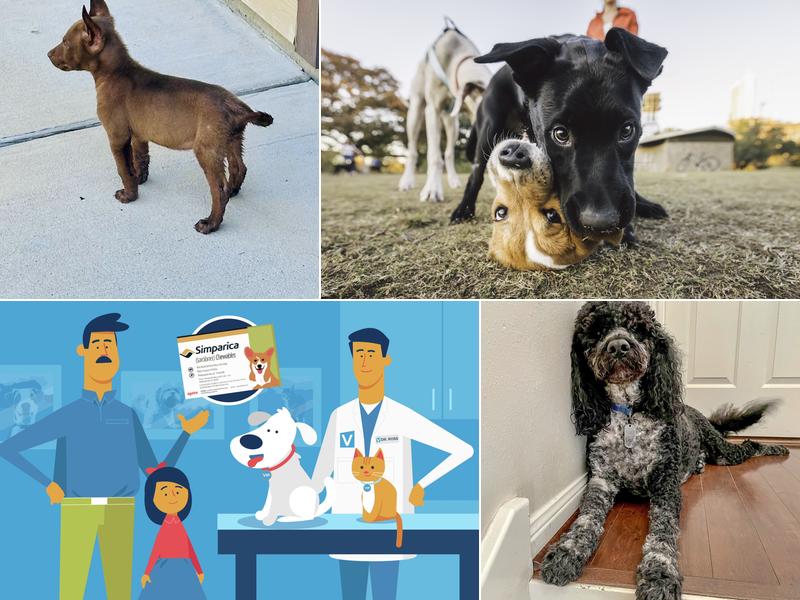 Thrive Pet Healthcare The Heights