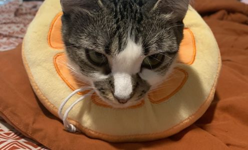 SNAP Spay-Neuter & Animal Wellness Clinic