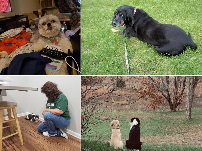 Mattawan Animal Hospital