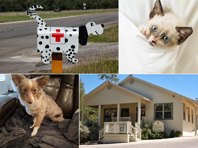 Spring Branch Veterinary Hospital