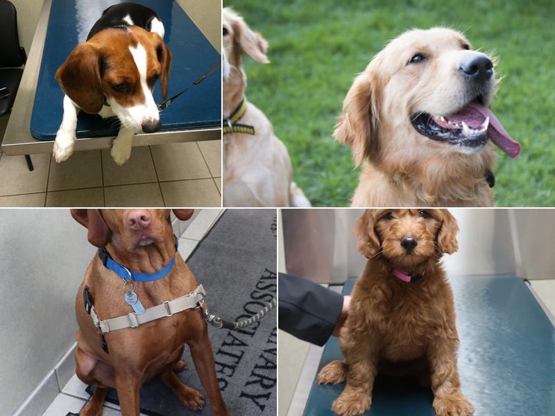 Beverly Hills Veterinary Associates