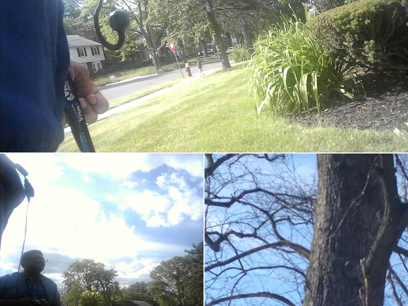 Benigna Andrew A (DVM)