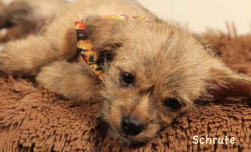 Freeman Fritts Vet Clinic & Animal Shelter