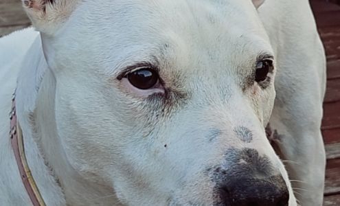 Buffalo Trace Veterinary Services 159 Frankfort St, Versailles Kentucky 40383