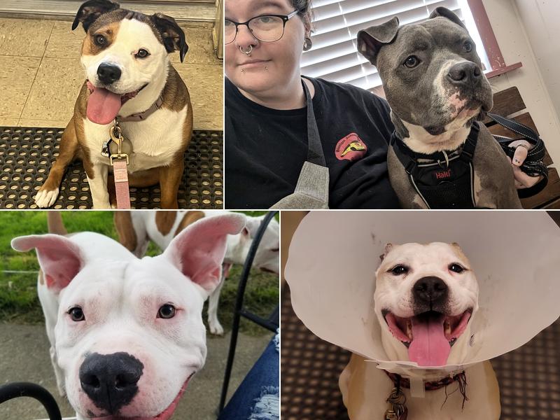 Ash Veterinary Clinic