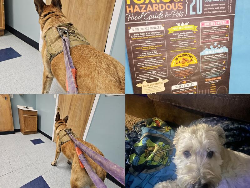 Morris Veterinary Hospital, PC