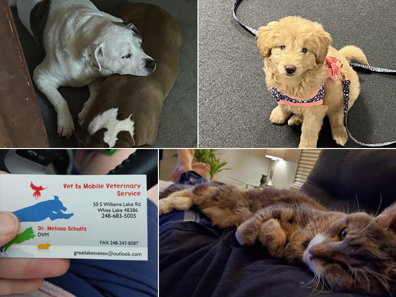 Vet Ex Mobile Veterinary Services