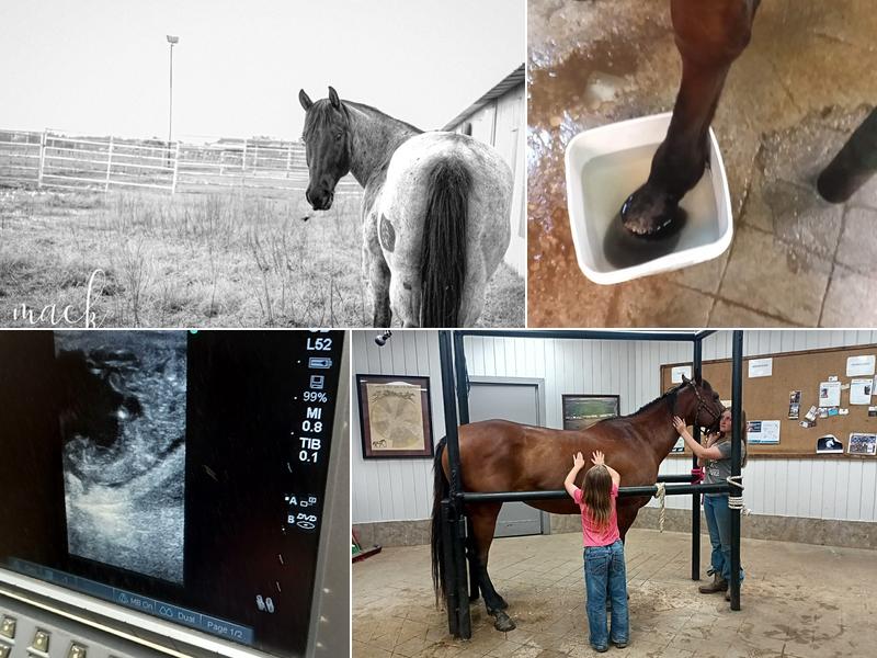 Brazos Valley Equine Hospital - Waco