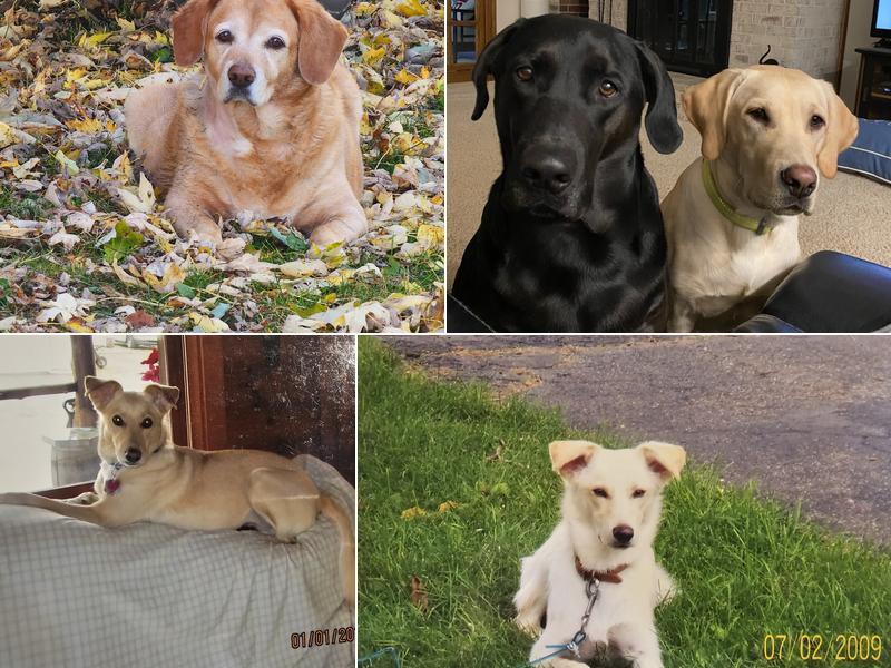 Kaspari Veterinary Clinic