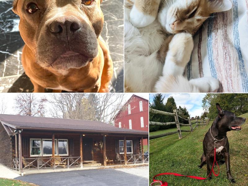 Hannastown Veterinary Center