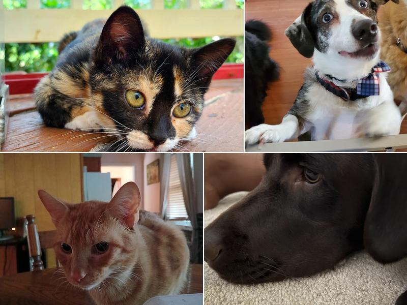 Peach Orchard Veterinary Clinic