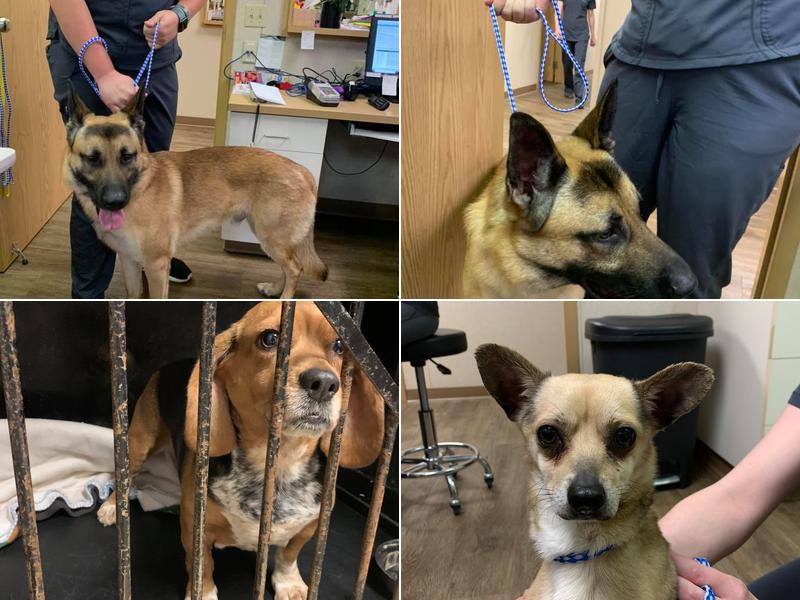 Matson Constance D DVM