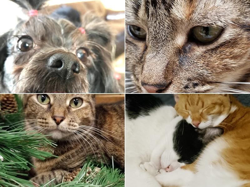 Ponderosa Animal Clinic