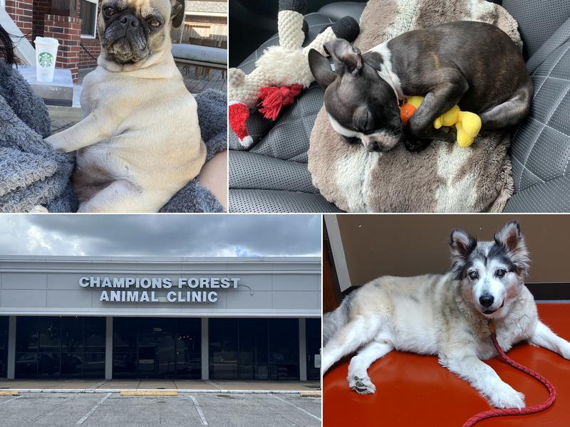 Champions Forest Animal Clinic